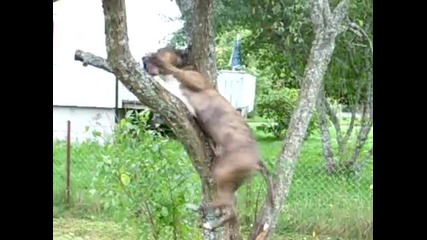 Amstaff climp Trees 