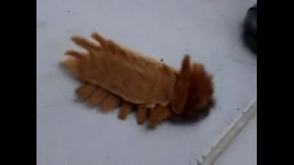 Wierdest Creature On Earth