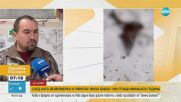 Пиротехниката на Нова година: Опасна за птици, диви и бездомни животни