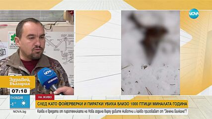 Пиротехниката на Нова година: Опасна за птици, диви и бездомни животни