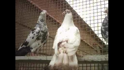 galabi ot dobrich.wmv