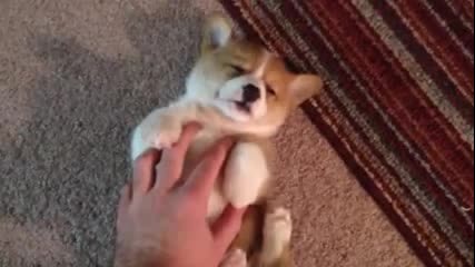 Сладко видео - събуждане на сладко кученце