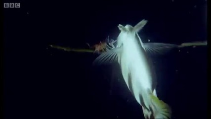 Archer Fish Water Pistol - Weird Nature - Bbc