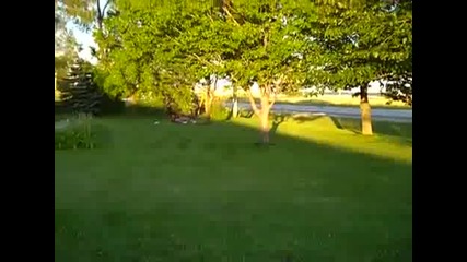 Внимавай С Дървото!