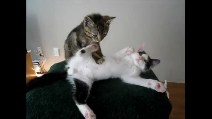 Коте масажира друго