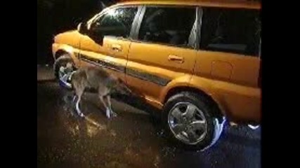 Funny Honda Dog Advert Video Commercial.flv