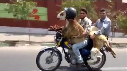 Така се возят двама човека и две овце на мотор! Смях!