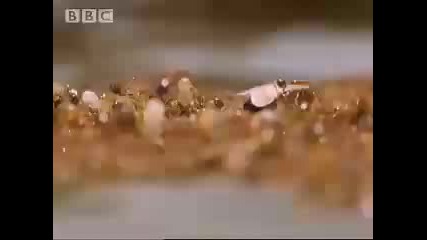 Bbc - Лодка От Мравки