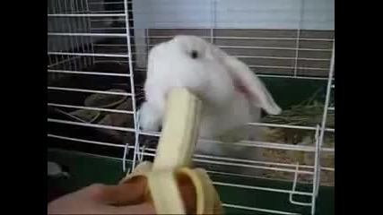 Cладко зайче яде банан