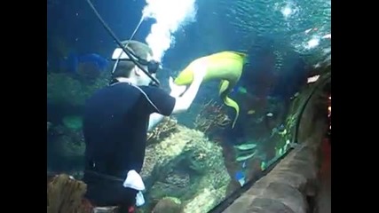 Водолаз в морски аквариум гали голяма зелена морена