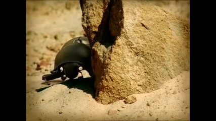 Minuscule 1.03 - Торни бръмбари 