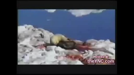 Полярна мечка убива морж...!!!