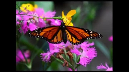 Butterfly dance • • Yanni