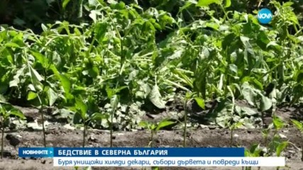 Силна буря повали дървета и електрически стълбове в Русенско