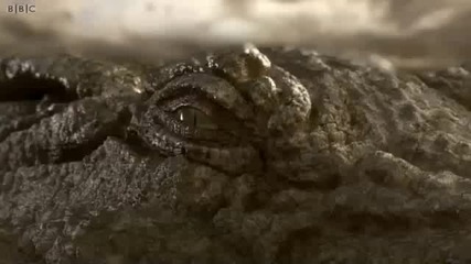 Най-големият крокодил в историята + Превод