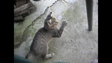 1 коте + 1 връв = много забавление ???