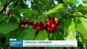 Производители алармират за сериозна спекула с цената на черешите