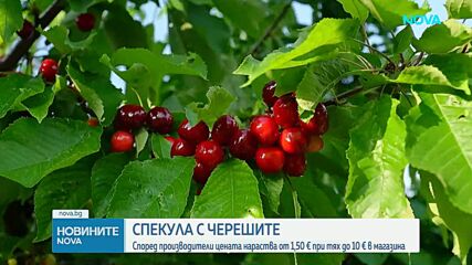 Производители алармират за сериозна спекула с цената на черешите