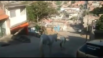 Ето как кон се спуска по стръмна улица