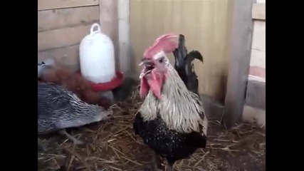 Death Metal Rooster - Ненормален пeтел :d 