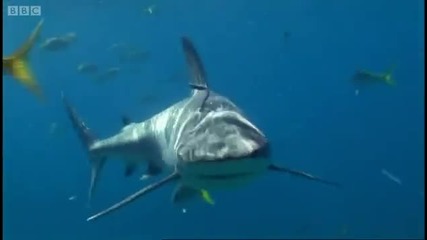 Shark repellent experiment - Oceans - Bbc 