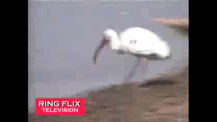 Птица по интересен начин примамва рибата и я хваща