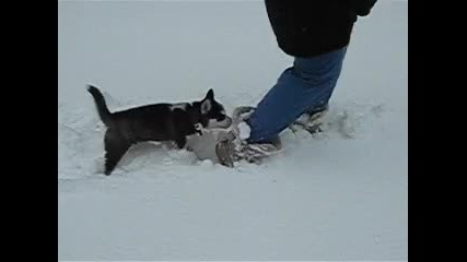 snow dog - Demo`n 1