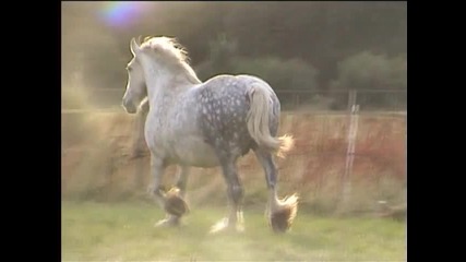 Shire Batley Grey Lady 