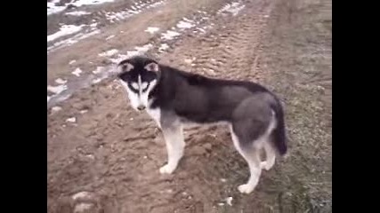 Sibirsko hyski - куче което е истински ценител на хубавата музика 