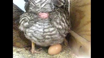 Пиле снася яйце ;д