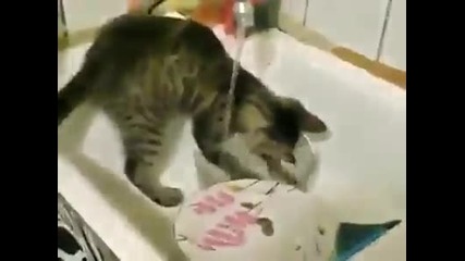 Коте мие съдове
