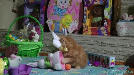 Коте, облечено като заек си играе с великденските яйца