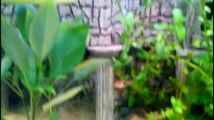 Vid_20150803_173305
