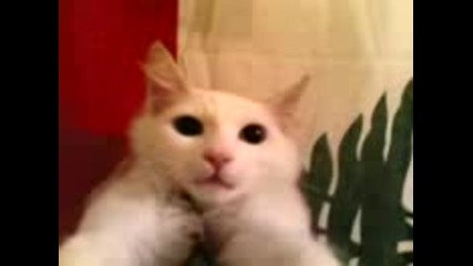 Котенце плаче