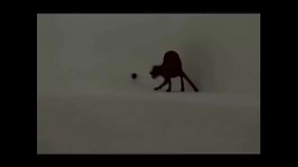 Dogs 101 Boxer