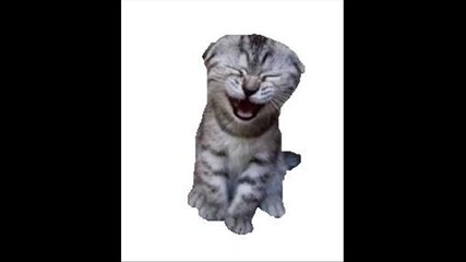 The Laughing Cat
