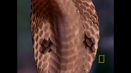 Cobra vs. Monitor Lizard