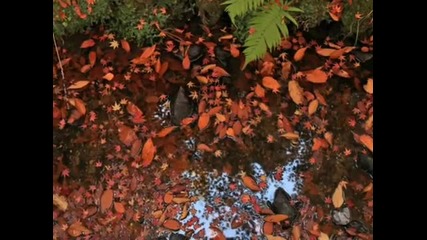 Karunesh - Spirits Of The Forest