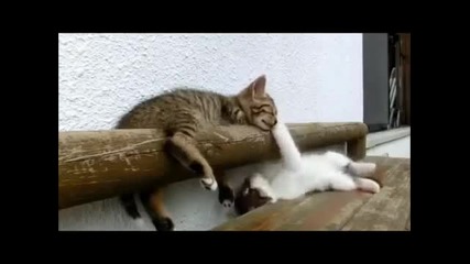 Котенце се опитва да събуди дружката си