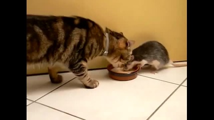 Мишка краде млякото на коте !