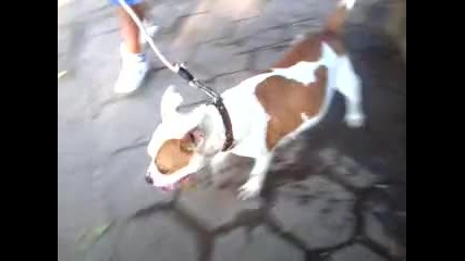 Куче пие вода много сладко!