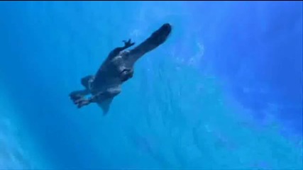 Sea Monsters... 