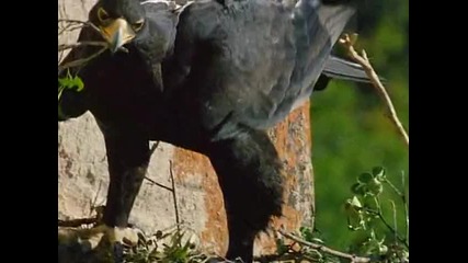 Наркотиците при животните