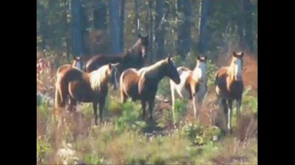 the rolling stones - wild horses 