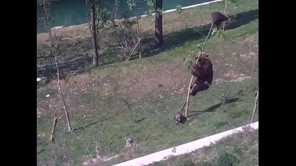 Мечка се опитва да спаси мечето си