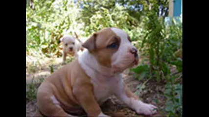 staffs.wmv