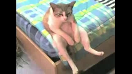 Котка седи като човек 