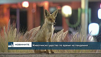 Животинско царство по време на пандемия