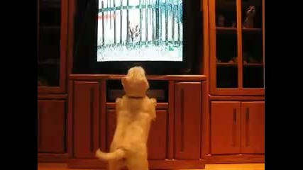 Куче откача докато гледа Animal Planet 