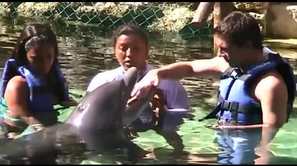 Меси и неговата приятелка плуват с делфините